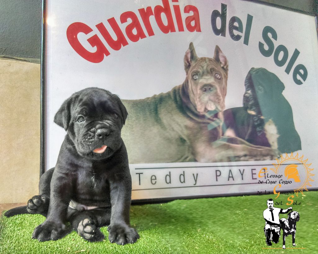 De La Guardia Del Sole - DES CHIOTS CANE CORSO  ENCORE DE DISPONIBLE ! 