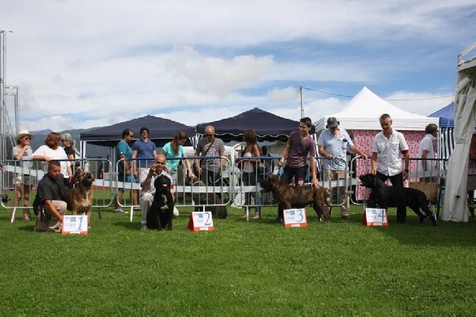 De La Guardia Del Sole - Expo canine nationale au Tampon