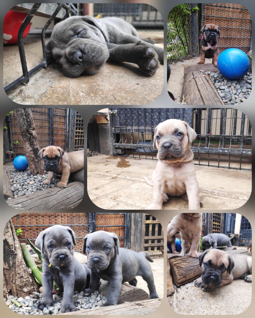 Chiots Cane Corso