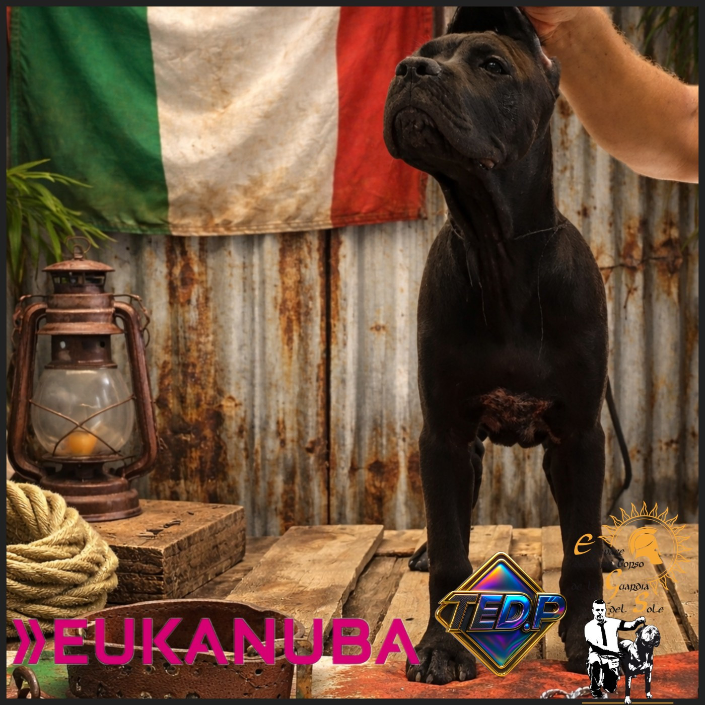 CHIOT CANE CORSO