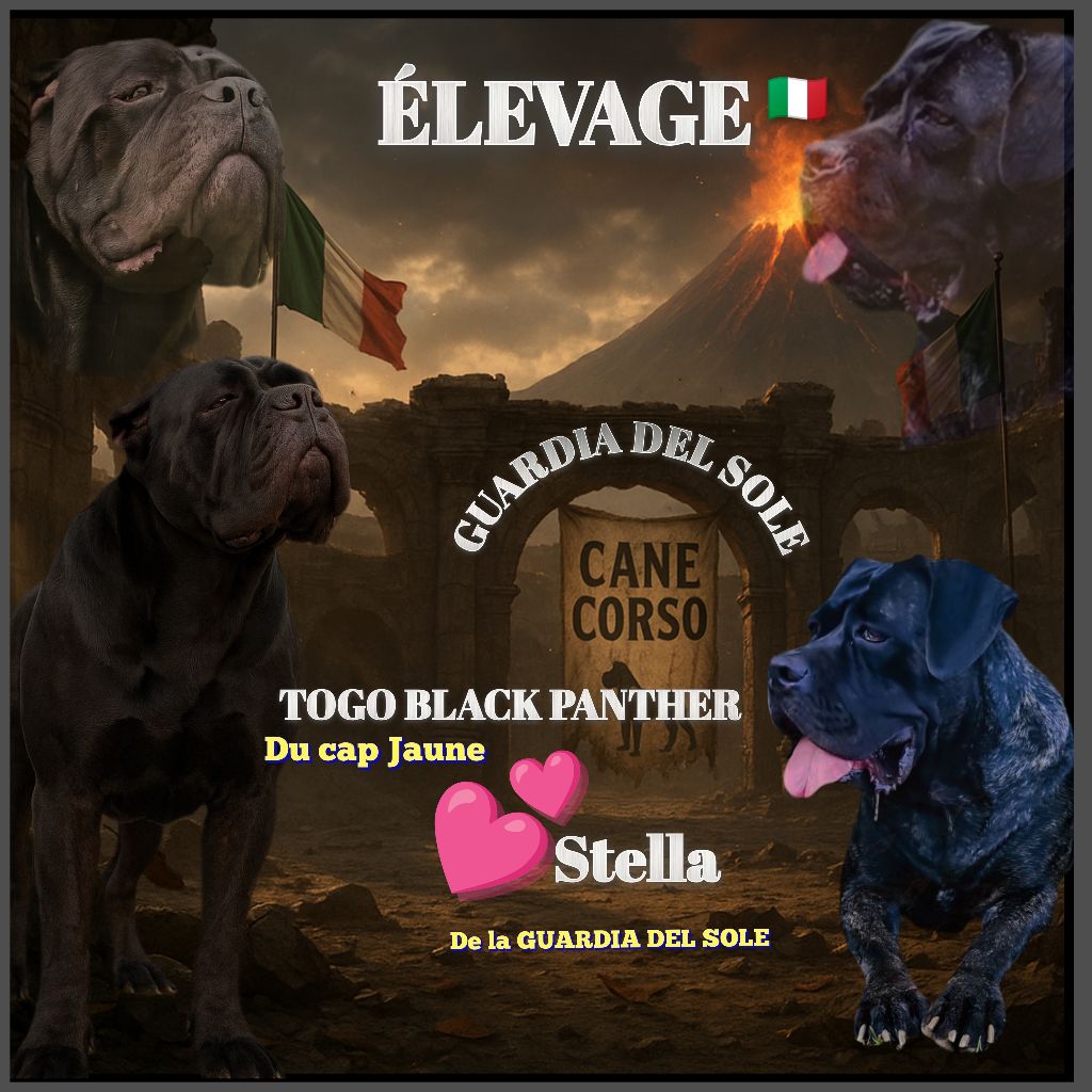 Chiots  cane corso disponible 
