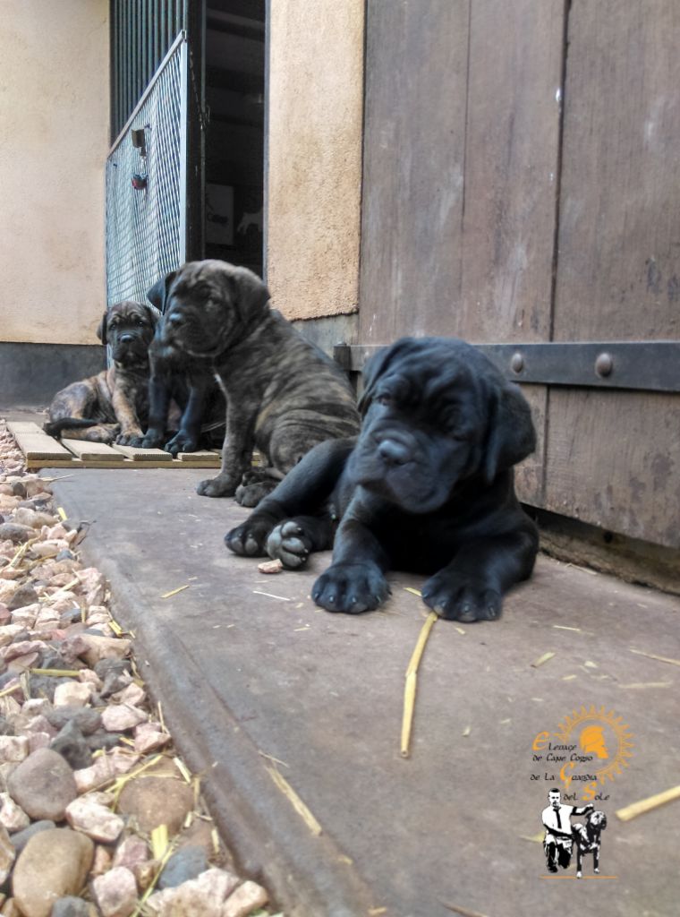 CHIOT HEIKO X  AMBRA 