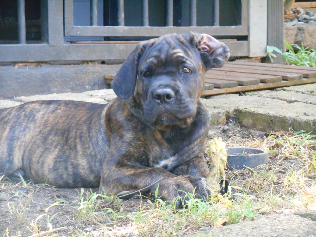 De La Guardia Del Sole - Chiots disponibles - Cane Corso